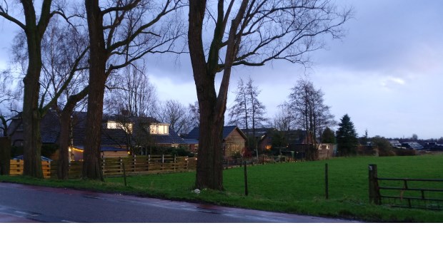 Een aantal van de in totaal 9 bomen langs de Westbroekse Kerkdijk die zullen worden verwijderd en op welke plaats herplanting plaats zal vinden.