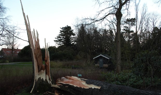 Tijdens de storm van donderdag 18 januari is de reusachtige 85 jaar oude Christusdoorn met donderend geraas gebroken