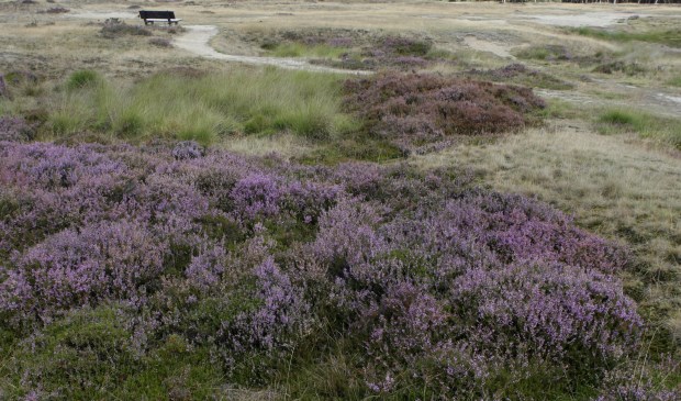 De uitgestrekte heidevelden op Landgoed Heidestein zijn indrukwekkend.