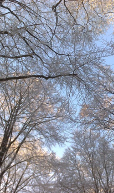 De magie van de winterse natuur.