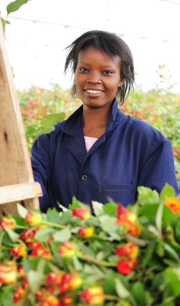 Kwekerij van Fairtrade rozen in Kenia.
