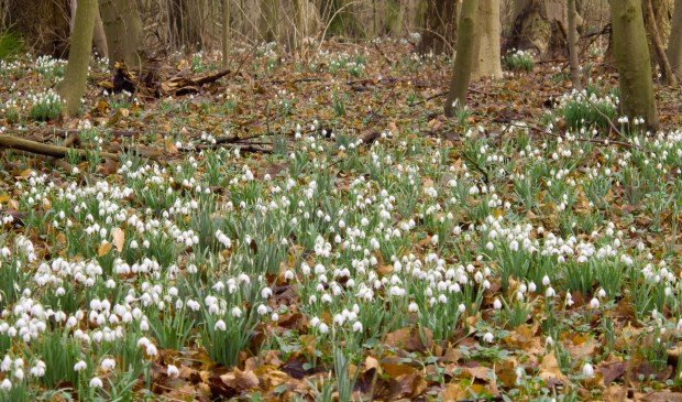 Stinsenplanten zoals sneeuwklokjes bieden al vroeg in het voorjaar voedsel aan insecten. (foto Renk Ruiter)