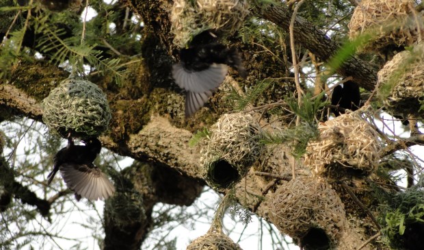 Weefvogels maken deze prachtige nesten helemaal zelf.