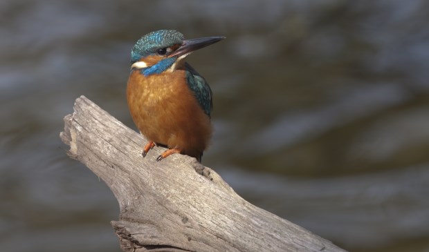 De opvallende ijsvogel is in de winter gemakkelijker te ontdekken.