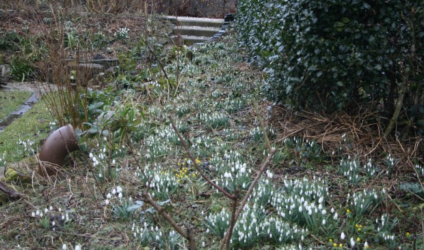 In de tuin van Wim en Marianne Baas is een zee aan sneeuwklokjes te bewonderen.