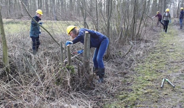 In de al aanwezige houtige landschapselementen worden minder geschikte elementen verwijderd; daar komt bijenvriendelijk groen voor in de plaats.
