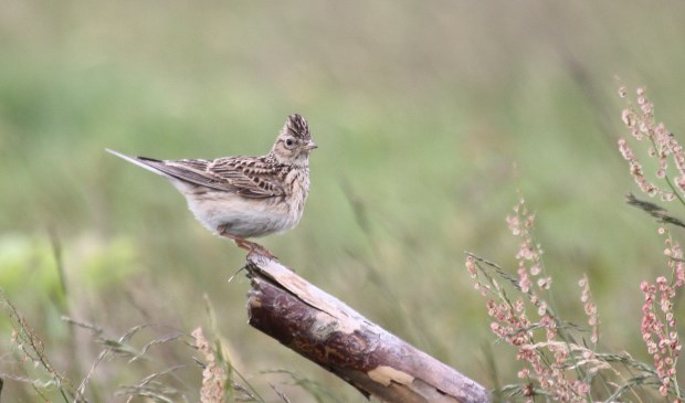 Vanwege broedende veldleeuweriken is de landingsbaan vanaf 15 maart gesloten.