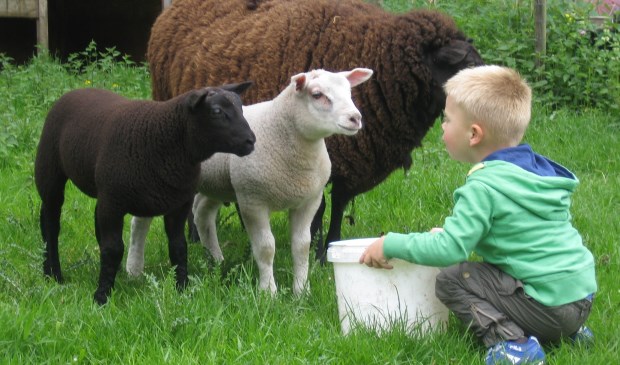Jongvee blijft aandoenlijk en is dichtbij op lammetjesdag.