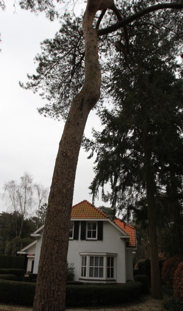 Twee Douglas-bomen naast de zijgevel van het pand mogen niet gekapt worden.
