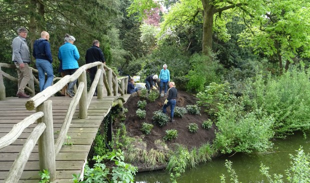 Onder toeziend oog van bestuur en burgemeester zijn vrijwilligers zijn druk bezig met de aanplant van rododendrons bij de bruggetje.
