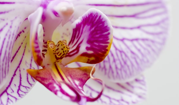 Een foto van 'Orchideeën für Elise' van lid Sijt de Bie.