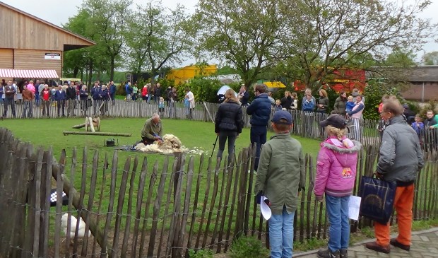 Demonstratie schaapscheren tijdens de lentemarkt.