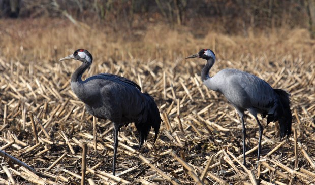 Kraanvogels verkennen een potentiële broedplaats.