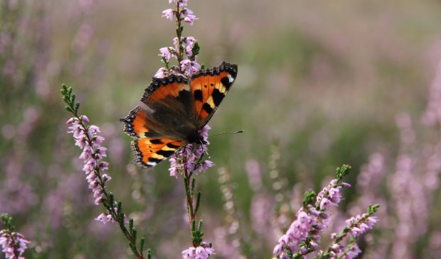 Utrechts Landschap wil de komende vijf jaar haar natuur- en erfgoednetwerk verder uitbreiden.