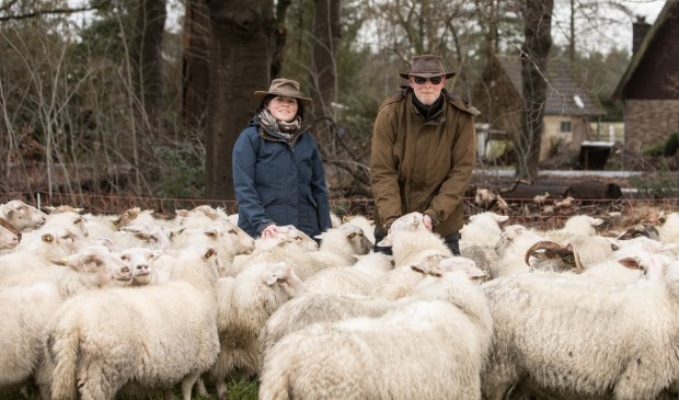 De zoektocht naar de perfecte graasplek voor de 260 schapen gaat nog even door.