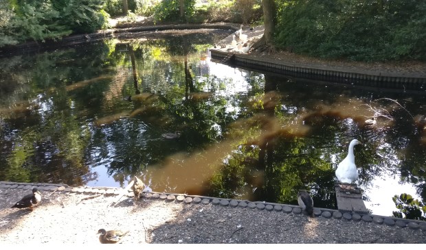 Het waterpeil in de vijver van de dierenweide zakt, maar levert vooralsnog nog voldoende mogelijkheden voor een bad.