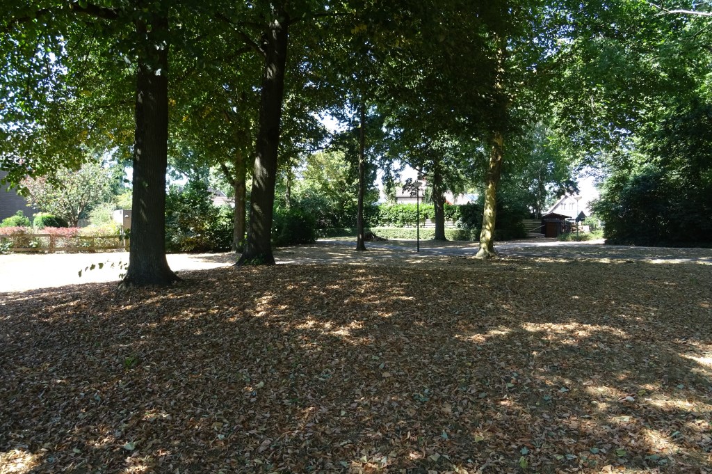 Een tapijt van verdorde bladeren onder de Lindebomen.