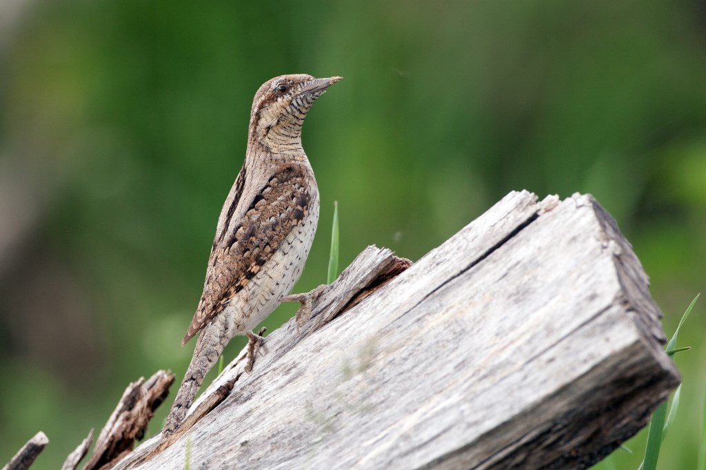 De in Nederland zeldzame draaihalsspecht broedde in 2018 op het Park. (foto Jankees/birdphoto.nl)