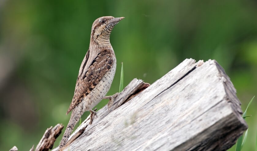 De in Nederland zeldzame draaihalsspecht broedde in 2018 op het Park. (foto Jankees/birdphoto.nl)