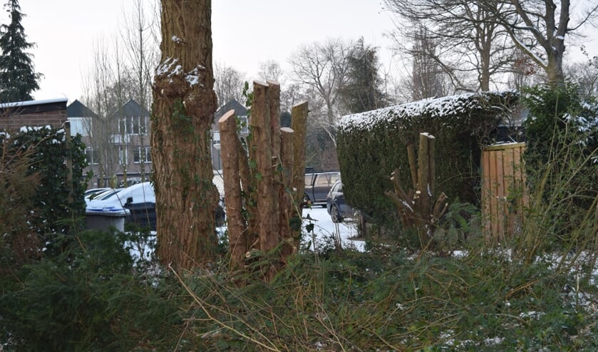 Kaalslag op de Iepenlaan.