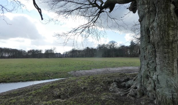 Zicht op Houdringe, met op de voorgrond de eeuwenoude beuk; ook bekend als 'De kabouterboom'.