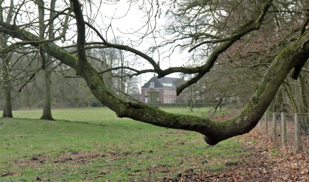 'Doorknikkende' takken van de witte paardenkastanje met doorkijk naar huize Houdringe. (foto Wim Westland)