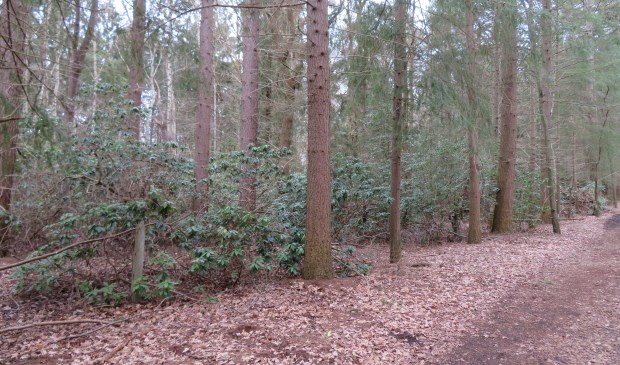 Op Landgoed Eyckenstein worden o.a. bij de Grafkelder de verwilderde rododendrons weer in het gareel gebracht. (foto Lex van Boetzelaer)