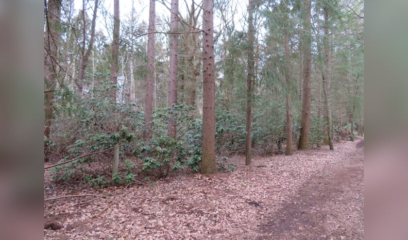 Op Landgoed Eyckenstein worden o.a. bij de Grafkelder de verwilderde rododendrons weer in het gareel gebracht. (foto Lex van Boetzelaer)