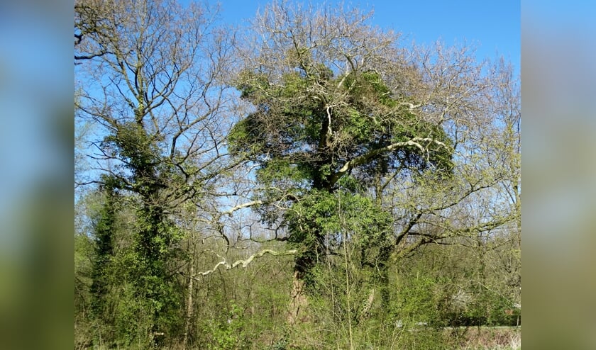 Met klimop overwoekerde bomen blijven sterk.
