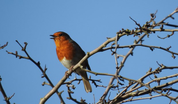 De roodborst laat zich horen