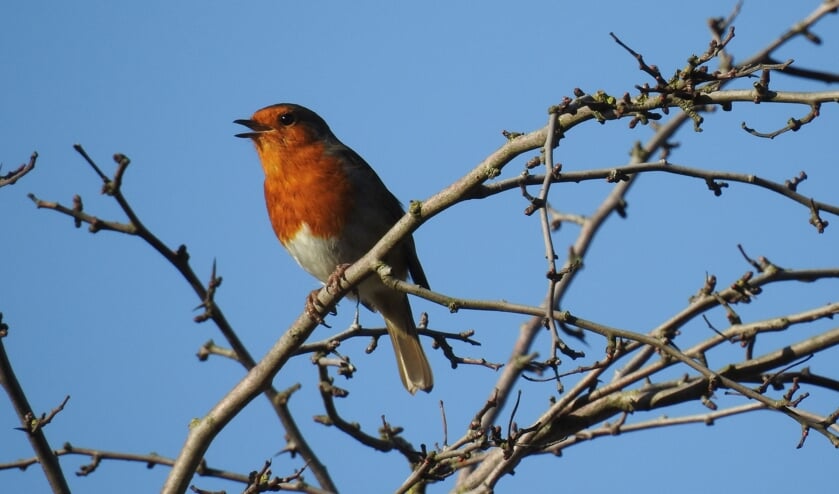 De roodborst laat zich horen