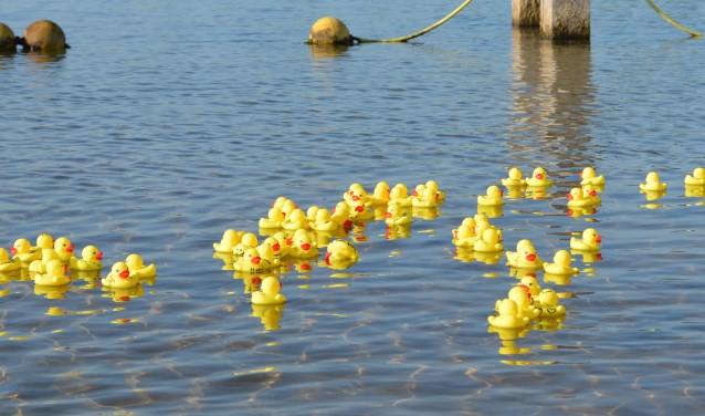 • De badeendjes mochten vrijdag even te water.