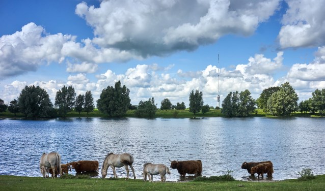 Fjorden paarden en Schotse Hooglanders bij de Put