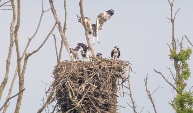 • Visarendfamilie in de Noordwaard, een overloopgebied van de Biesbosch.