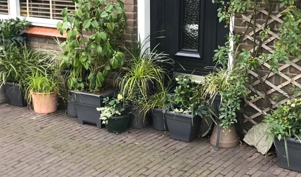 • Een geveltuin in de Bommelse binnenstad.