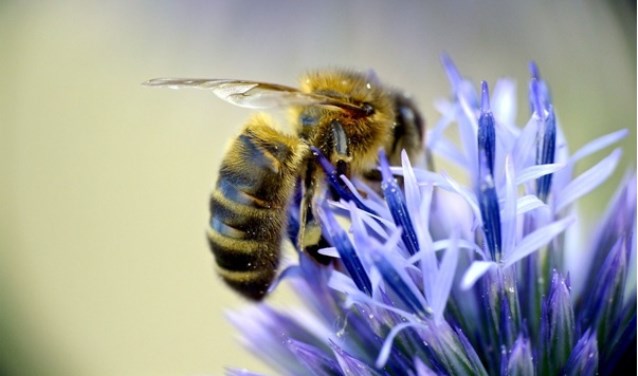 • Bloeiende planten zijn belangrijk voor onder andere bijen en hommels.