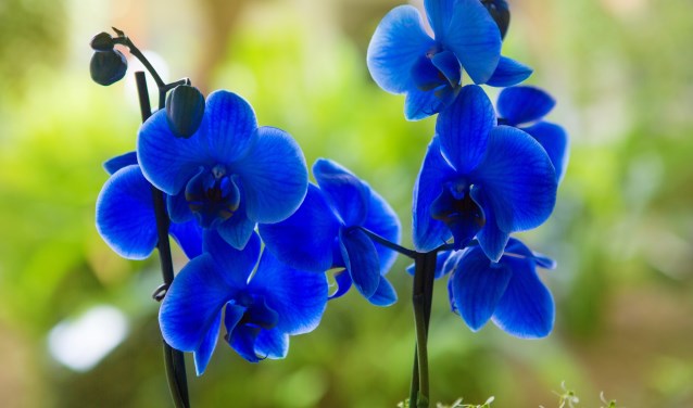 • Een orchideesoort, niet de Mei Orchis.