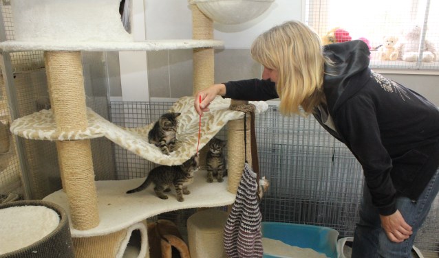 • Miranda Heydra bij drie van de vele kittens in de opvang.