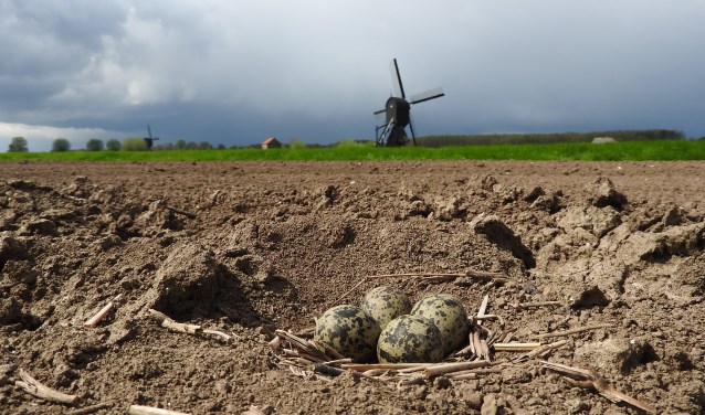Weidevogels hebben de bescherming van hun nesten hard nodig.
