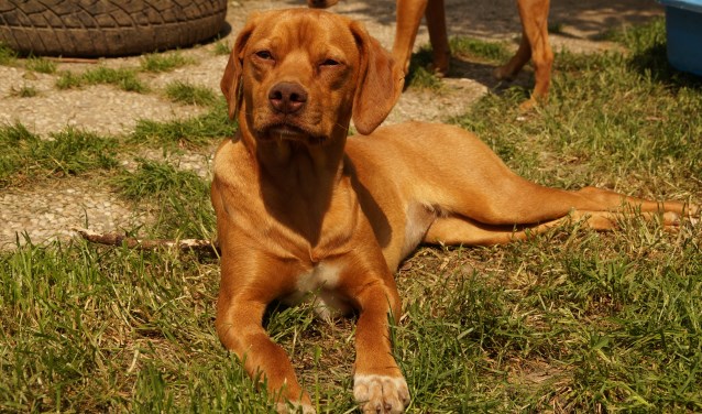 • Dit is Tootsie, 6 maanden jong en sinds kort op zoek naar een nieuwe baas.