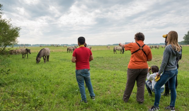 • Onderweg kun je de Konikspaarden tegenkomen.