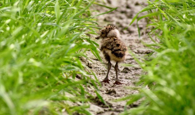 • Jonge kievit.