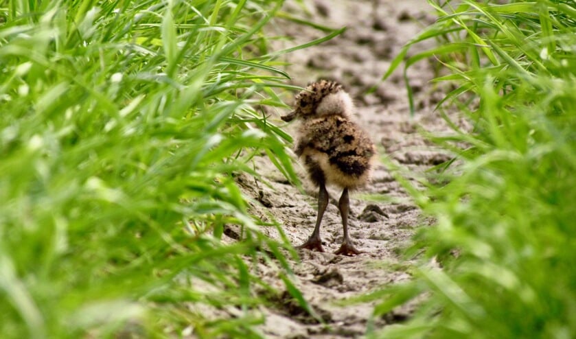 • Jonge kievit.