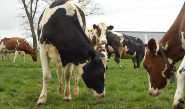 Foto: Familie Kuiper