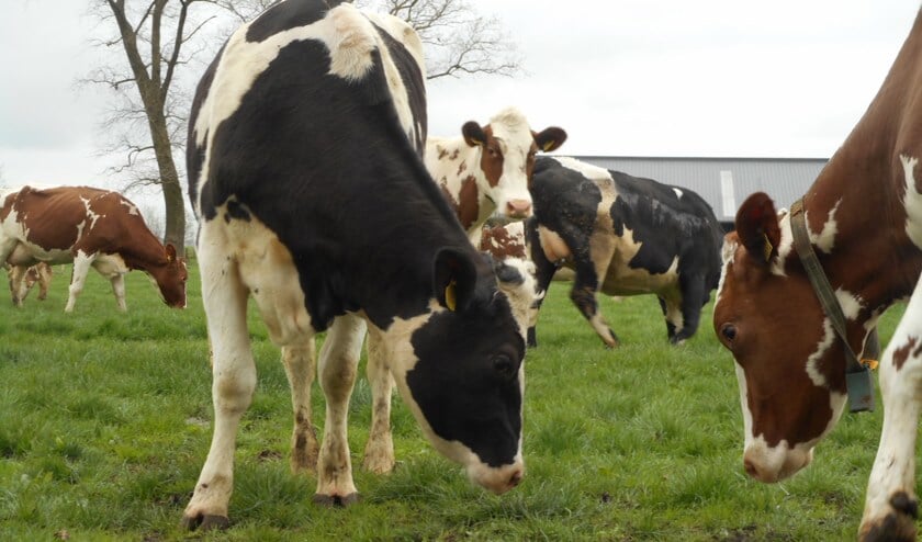 Foto: Familie Kuiper