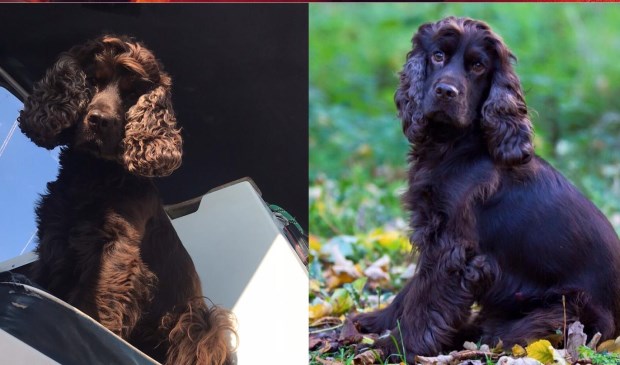 • Ollebol is de hond van Gerrine Fernhout uit Zaltbommel.