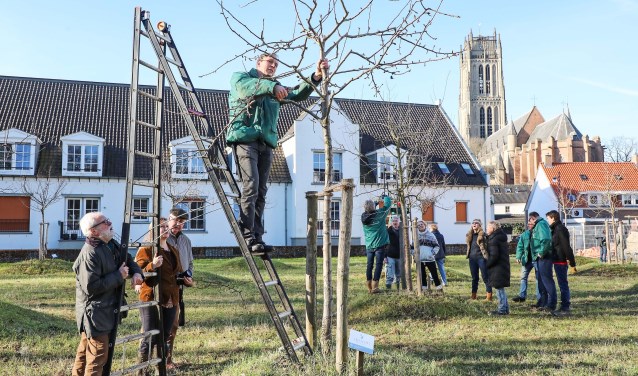 Boomsnoeifeest TorenTuin