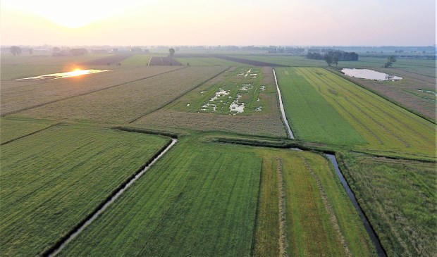 • Een plasdraslocatie in de Alblasserwaard.