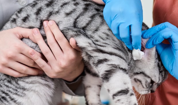 • De Kattenmand blijft dieren opvangen, maar doet geen ambulancediensten meer.