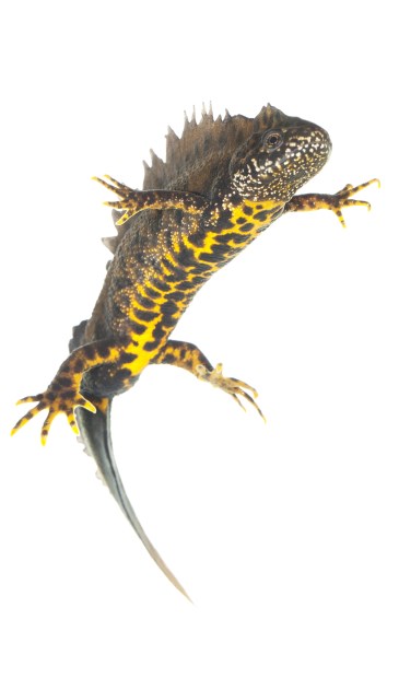 • De kamsalamander (man).
